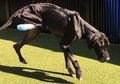 Dibiarkan Kelaparan oleh Pemilik, Anjing Ini Makan Kakinya Sendiri