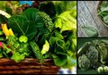 Bermasalah dengan Kolesterol yang Tinggi? Coba Turunkan dengan 10 Makanan Berikut, Salah Satunya Sayuran Berdaun Hijau