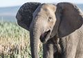 1.500 Gajah di Sabah Terancam Pemburu Liar, Gajah-gajah Sekarang Terlahir Tanpa Gading, Bukti Evolusi untuk Bertahan Hidup Sedang Bekerja?