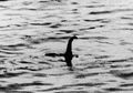 Profesor Ini Bongkar Misteri Monster Loch Ness, Jawabannya Mungkin akan Membuat Anda Kecewa