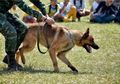 Bima Aryo Bantah Anjingnya Terkena Rabies, Inilah Dampak Gigitan Anjing Rabies pada Tubuh Manusia
