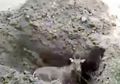 (Video) Seekor Antelope Tak Kuasa Melawan Saat Dikubur Hidup-hidup, Ini Bermula Setelah Departemen Kehutanan Perintahkan 300 Antelope untuk Dibunuh