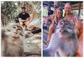 Viral Video Tunjukin Gimana Cara Monyet Selfie Bareng Wisatawan di Bali