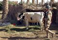 Mulai Putus Asa, ISIS Gunakan Hewan yang Sudah Dilengkapi Rompi Peledak Ini sebagai Senjata Baru Meneror Warga Sipil
