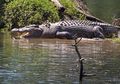 Departemen Lingkungan Pasang Jebakan, Bocah 10 Tahun Lindungi Howard, Buaya Sepanjang 4 Meter, Agar Tetap Berada di Sungai