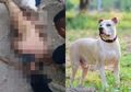 Sudah Sangat Meresahkan, Pelaku Kekerasan Seksual Tertangkap, Diganjar Hukuman 'Kebiri' dengan Anjing Pitbull