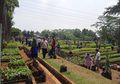Mau Bibit Tanaman Gratis dari Kementrian Lingkungan Hidup? Silakan Ambil di Sini Tapi Jangan Dijual Lagi!