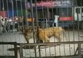 Pementasan Sirkus Berubah Mencekam Ketika Harimau Kabur dari Kandang, Saat Ditemukan Beginilah Kondisi Harimau Itu
