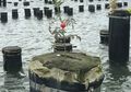 Viral Karena Tak Biasa, Buah Tomat Ini Tumbuh Misterius pada Tiang di Sungai, Kok Bisa?