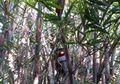 Viral Sepeda Motor Nyangkut di Pohon Bambu, Katanya Diterbangin Makhluk Halus