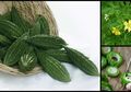 Campur Jus Pare dengan Air Garam, Minum Setiap Hari, Rasakan Manfaatnya Sebagai Pembersih Darah!