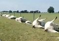 23 Ekor Sapi Tewas Tersambar Petir, Semuanya Ditemukan Menggembung dengan Perut Meninggalkan Luka Gosong