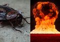Menguak Misteri Salah Satu Hewan yang Paling Dibenci di Dunia, Kecoak Disebut Mampu Selamat dari Ledakan Nuklir Tapi Tak Sanggup Melawan Racun Serangga, Begini Penjelasannya