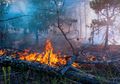 Miris! Terpanggang di Tengah Panasnya Kebakaran Hutan, Hewan Predator Raksasa Belantara Dayak Ini Ditemukan dalam Kondisi Gosong