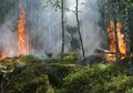 Bencana Kabut Asap di Sumatera dan Kalimantan Makin Parah, Perusahaan Malaysia di Indonesia Angkat Bicara, Akui Jadi Biang Kebakaran Hutan dan Lahan