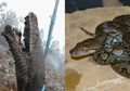 Menguak Fakta Tangkalaluk, Raja Ular Rimba Belantara Kalimantan Nan Langka, Sempat Dikira Mitos Suku Dayak Hingga Jadi Bagian Legenda