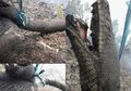 Viral Foto Ular Piton Raksasa Hangus Terbakar, Banyak yang Menyebut Akibat Kebakaran Hutan, Benarkah?