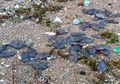 Terkait Kematian Massal Ribuan Ikan di Ambon, BMKG Himbau Masyarakat Agar Tetap Tenang, Apa yang Terjadi?