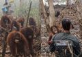 Satu Per Satu Berjalan Tinggalkan Kawasan Tempat Tinggal yang Sudah Jadi Arang, Kawanan Orangutan Ini Hanya Menatap Nanar Saksikan Hutan Kalimantan Terbakar, Potret Viralnya Buat Netizen Teriakkan Nama Jokowi