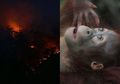 Ganasnya Efek Asap Karhutla, Tak Hanya Timbulan ISPA Pada Manusia, Tapi Juga Buat Ratusan Ekor Orangutan Kalimantan Alami Infeksi Saluran Pernafasan