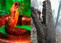 Lebih Besar dari Piton Raja yang Jadi Korban Kebakaran Hutan di Kalimantan, Inilah Titanoboa, Monster Ular Pemakan Buaya