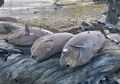 Bukan Karena Sisa Bom Perang Dunia II Meledak, Tapi Gubernur Maluku Sebut Ribuan Ikan Mati Misterius Karena Hal Ini