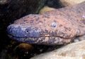 Panjangnya Hampir 2 Meter, Salamander Raksasa China yang Juga Amfibi Terbesar di Dunia Ternyata Tak Sendirian, Masih Punya Saudara?