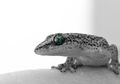 Sering Disepelekan, Ternyata Cicak Suka Memakan Nasi dari Centong Nasi Hingga Sebabkan Penyakit!