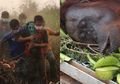 Gelantungan di Ranting Pohon yang Dikepung Kobaran Api Karhutla, Bara dan Arang, Sepasang Orangutan yang Berhasil Diselamatkan Kini dalam Kondisi Memprihatinkan