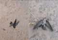 Kabut Asap di Kalimantan Semakin 'Menggila', Burung-burung Tewas dan Berjatuhan dari Langit