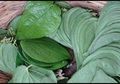 Minum Air Campuran Daun Sirih untuk 'Manjakan' Percernaan Anda, Simak Manfaat Lainnya dan Cara Membuat Ramuan Ini!