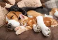 Siapa Bilang Kucing dan Anjing Selalu Berkelahi? Foto-foto Ini Buktikan Mereka Bisa Mesra, Sungguh Menggemaskan