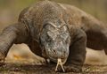 Semakin Menakjubkan, Peneliti Temukan Fitur 'Baju Besi' Tersembunyi di Bawah Sisik Komodo, Terungkap Lewat Pemindaian Super Canggih