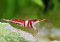 Caridina woltereckae, Udang Langka Khas Sulawesi yang Kini Terancam Punah