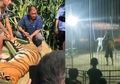 Nasibnya Berakhir Tragis, Harimau Ini Ditemukan Tewas Sehari Setelah Kabur dari Arena Sirkus