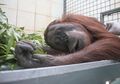 Diselamatkan dari Kebakaran Hutan di Kalimantan, Seperti Ini Kondisi Orangutan Bara dan Arang