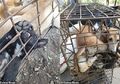 Kisah Anjing-anjing yang Dikurung di Kandang Sempit dan Disiksa untuk Dimasak Hidup-hidup, 200 Anjing Dibantai dalam Sehari di Kamboja