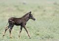 Seekor Zebra Langka Bermotif Polkadot Tertangkap Kamera di Kenya