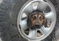 Agresif dan Serang Tim Penyelamat, Seekor Anjing yang Kepalanya Tersangkut di Ban Mobil Ini Tidak Bisa Diadopsi, Kok Bisa?