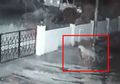 (Video) Menyelinap ke Rumah Warga, Macan Tutul Liar Ini Berhasil Curi Sesuatu dan Membawanya Kabur, Apa yang Dia Curi?