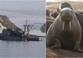 Gara-gara Lakukan Hal Ini, Kapal Angkatan Laut Rusia Ditenggelamkan Walrus di Samudra Arktik