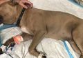 Dikenal Sebagai Anjing Paling Setia, Seekor Pitbull Relakan Nyawanya Demi Selamatkan 2 Anak dari Gigitan Ular Berbisa