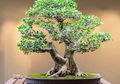 Dianggap Simbol Kekayaan, Ternyata Ini yang perlu Diketahui Sebelum Memelihara Bonsai
