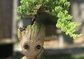 Mau Sesuaikan Ukuran Tanaman Bonsai? Ini Langkah yang Dapat Dilakukan