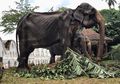 Tikiri, Gajah Kurus Kering yang Dipaksa Mengikuti Beberapa Festival Sekaligus dan Sempat Viral, Kini Telah Mati