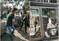 Kisah Memilukan Anjing-anjing yang Ditampung untuk Dibantai, 'Tak Heran Mereka Putus Asa untuk Melarikan Diri'