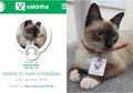Terlunta-lunta dan Tak Disukai, Kucing Ini Sekarang Dipekerjakan di Sebuah Kantor Pengacara dan Menjadi Idola