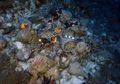Loker Davey Jones dari Mediterania, Tempat 2.000 Lebih Bangkai Kapal Karam Ini Simpan Benda Mengejutkan Abad ke-6 Seberat 400 Kg