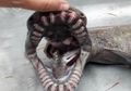Hiu Zaman Purba Berkeliaran, Kepalanya Seperti Ular dengan 300 Gigi di Mulutnya untuk Menjaring Mangsa