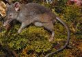 Hanya 3 Ekor di Dunia, Inilah Tikus Ompong, Hewan Endemik Sulawesi, Apa Makanannya?